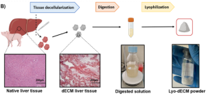 DiGravina-et-al-LyoLiver-LIVE-Lab-UniPV