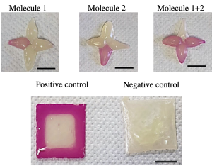 Usai-et-al-Bioprinting-Biosensor-LIVE-Lab-UniPV